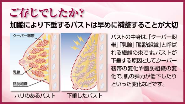 クーパー靱帯 ハリのあるバスト