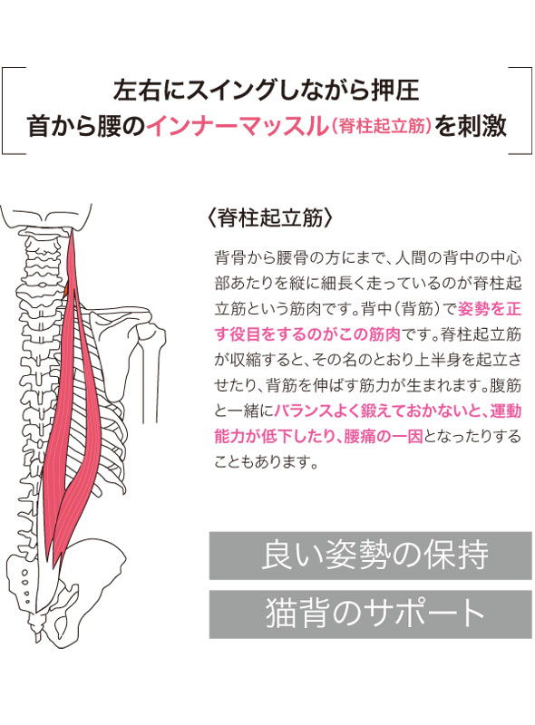 首から腰のインナーマッスル(脊柱起立筋)を刺激